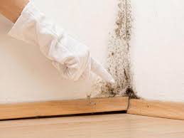 Why You Should Choose Our Mold Remediation Services in La Habra Heights, CA